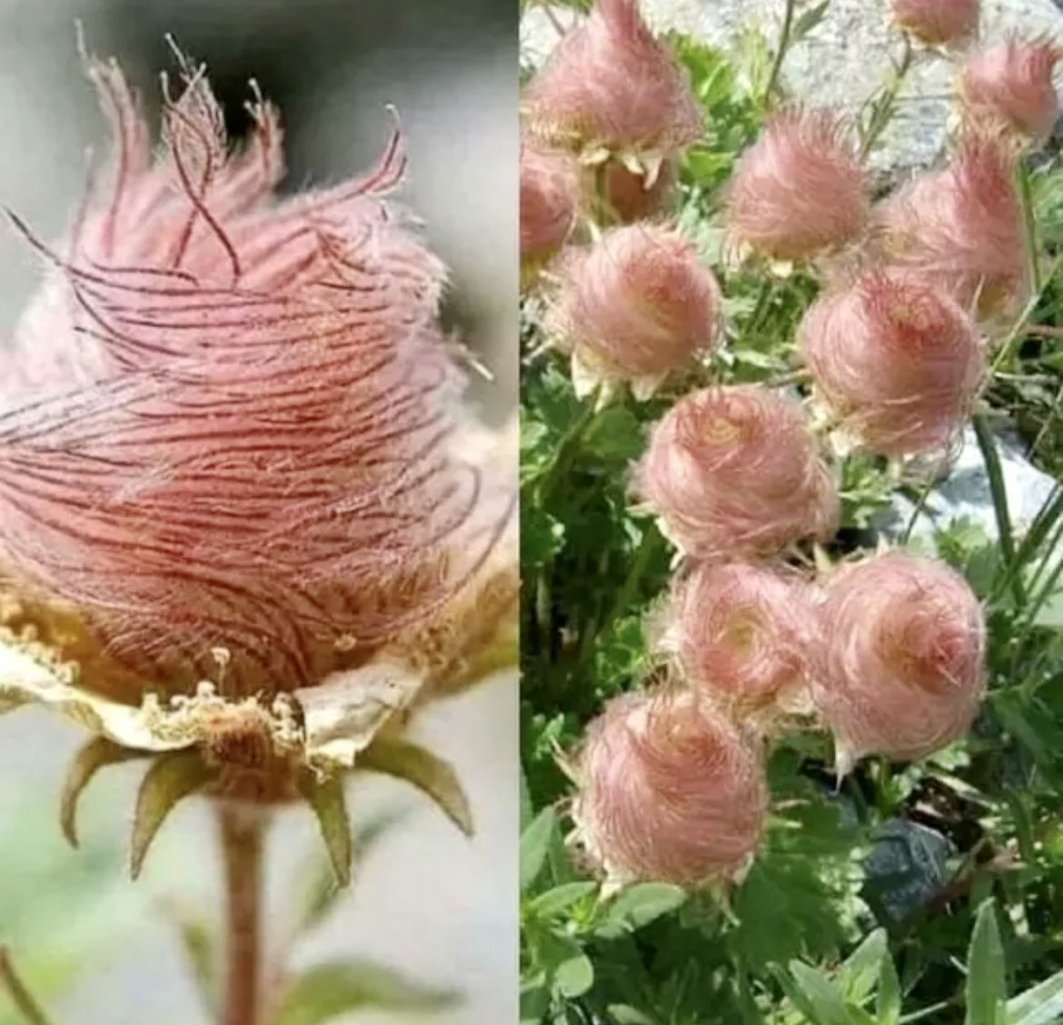 Prairie Smoke Flower Seeds