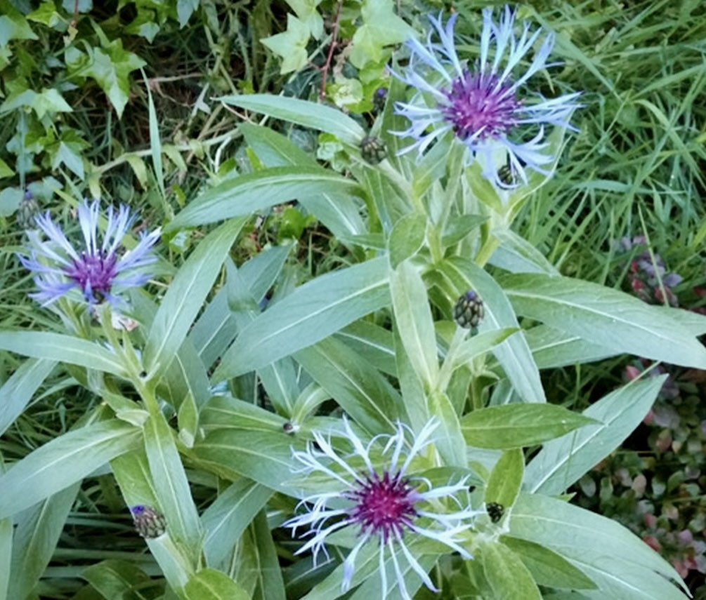 Centaurea montana-chloriseeds