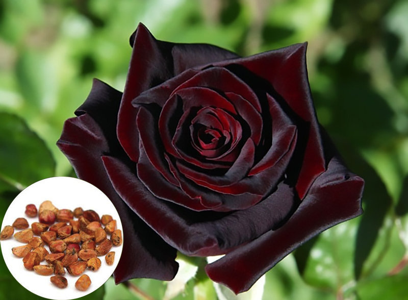 Black Baccara True Blood Hybrid Tea Rose Flower Seeds-chloriseeds