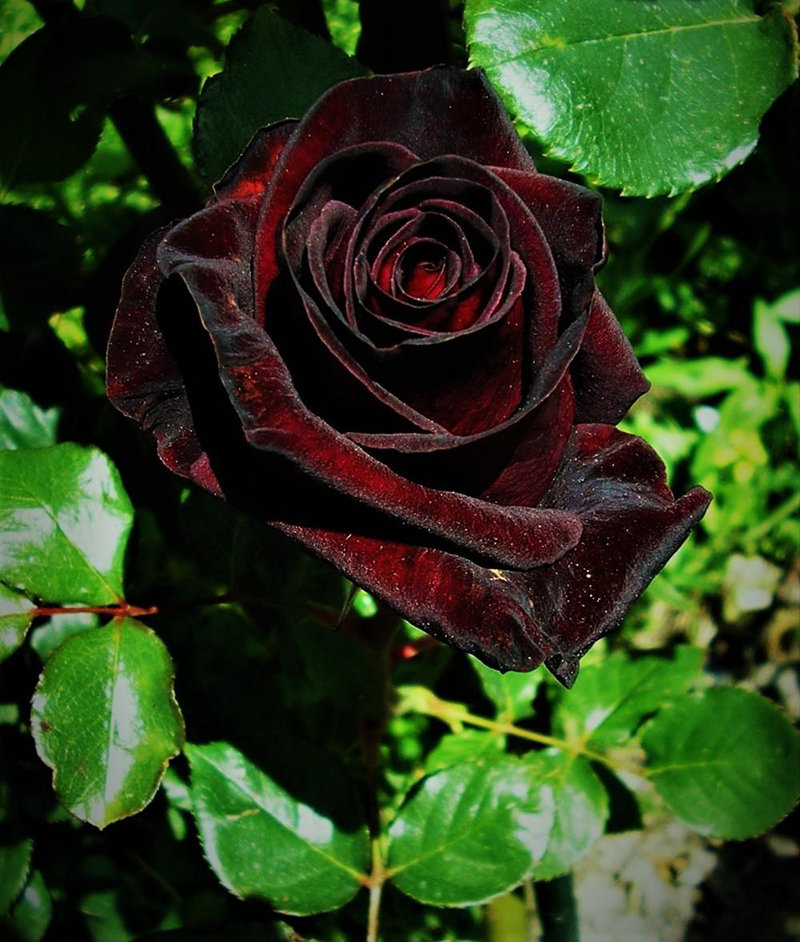 Black Baccara True Blood Hybrid Tea Rose Flower Seeds-chloriseeds