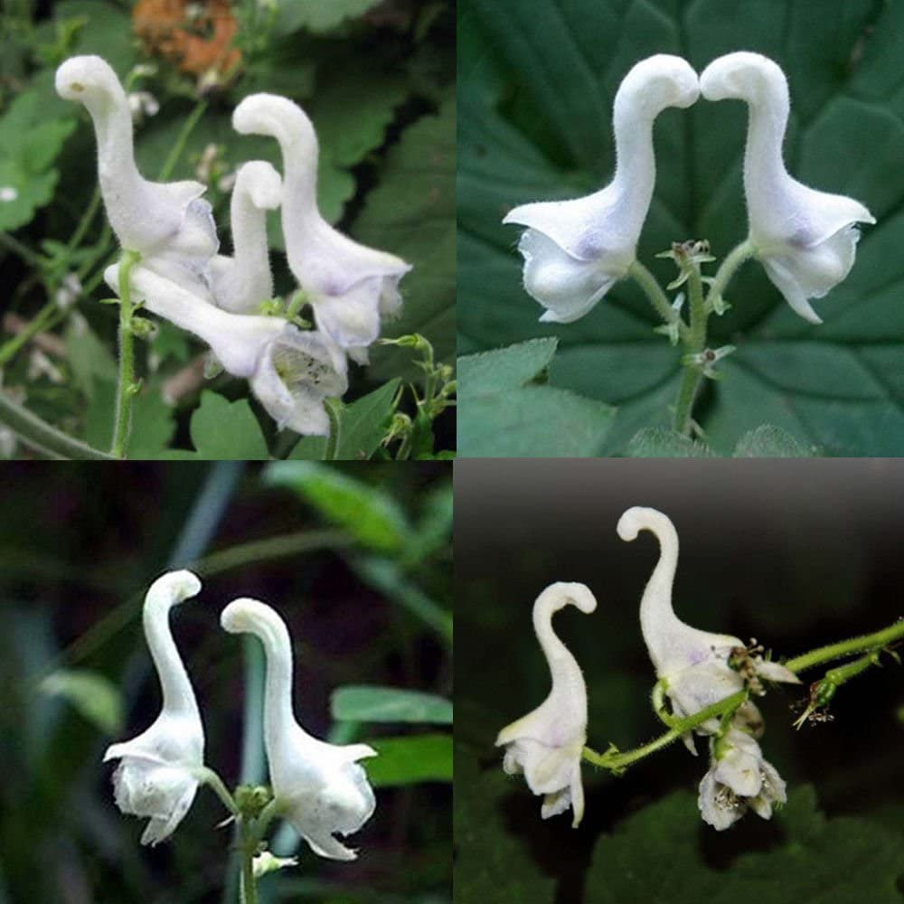 Rare Swan Flowers Seeds 🌱-chloriseeds
