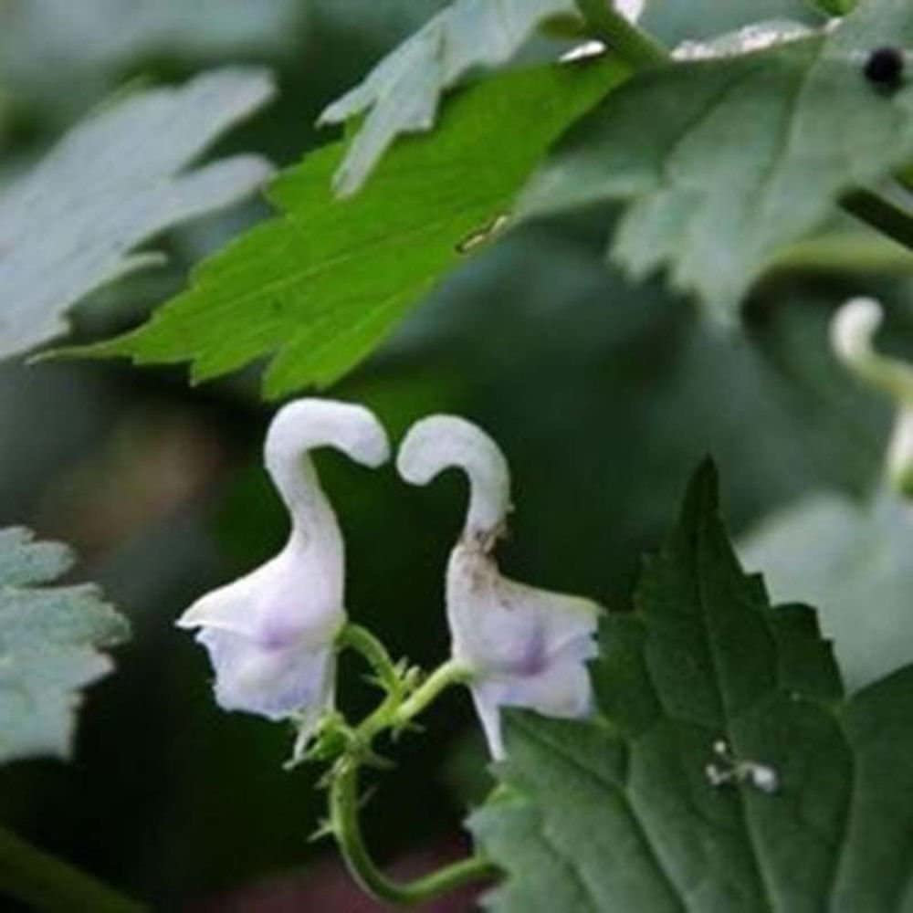 Rare Swan Flowers Seeds 🌱-chloriseeds