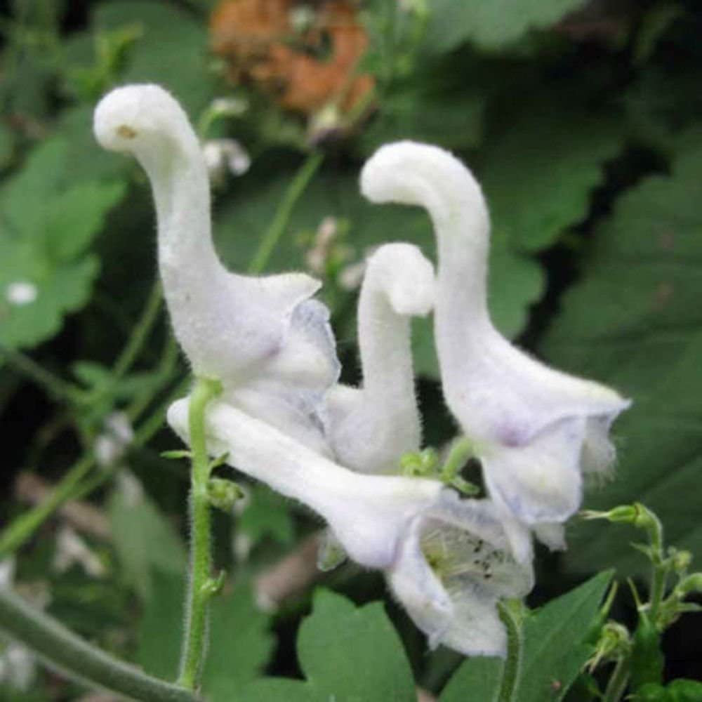 Rare Swan Flowers Seeds 🌱-chloriseeds