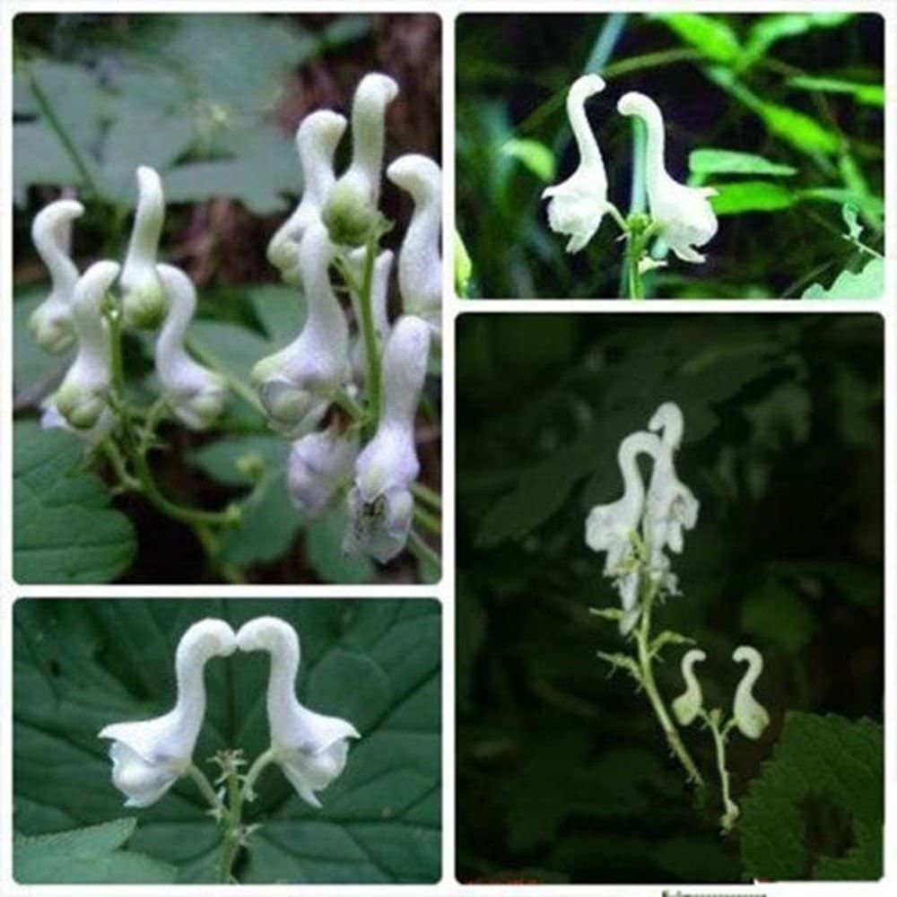 Rare Swan Flowers Seeds 🌱-chloriseeds