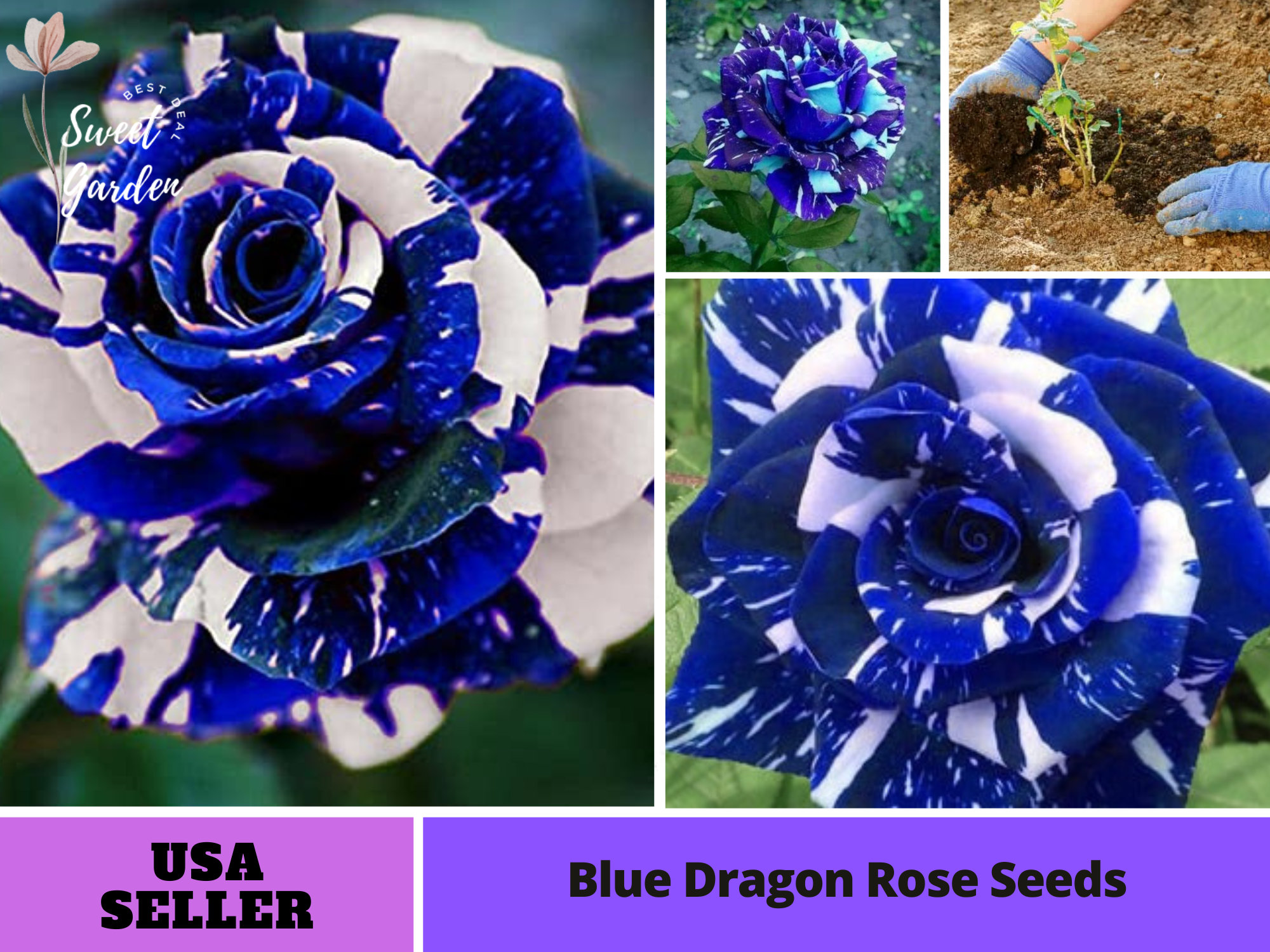 Blue Dragon Rose Seeds