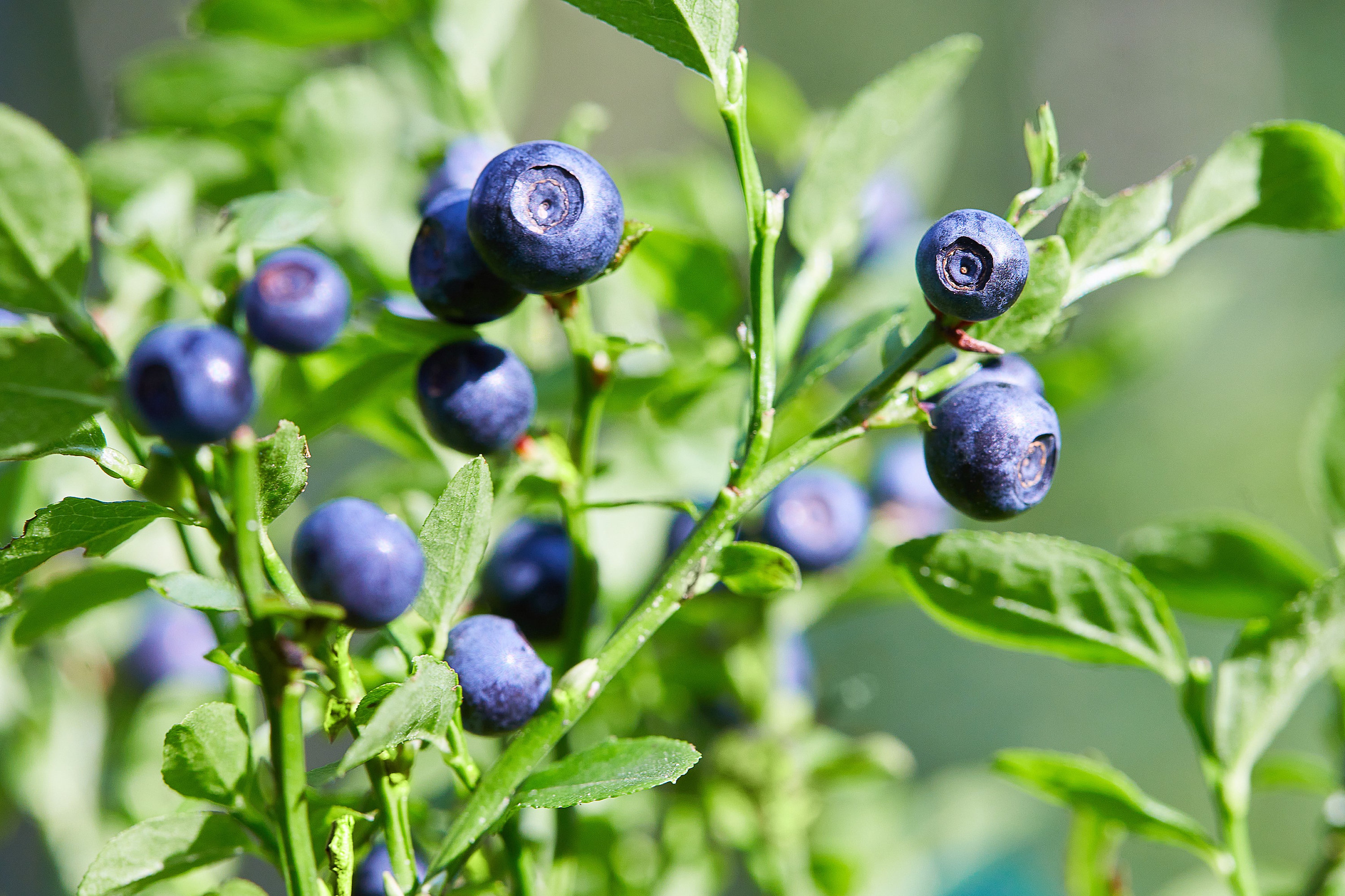 Dwarf Blueberry, Blue Huckleberry