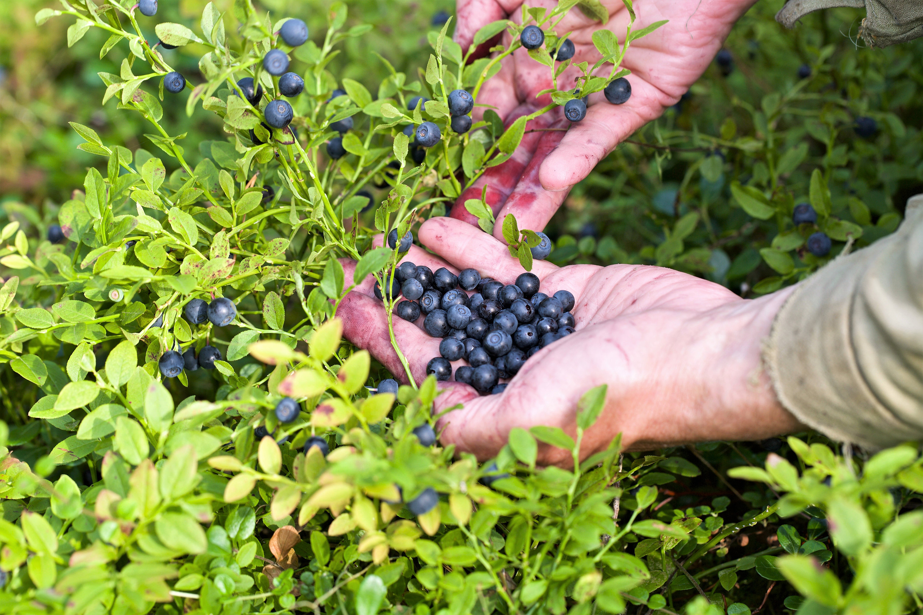 Dwarf Blueberry, Blue Huckleberry