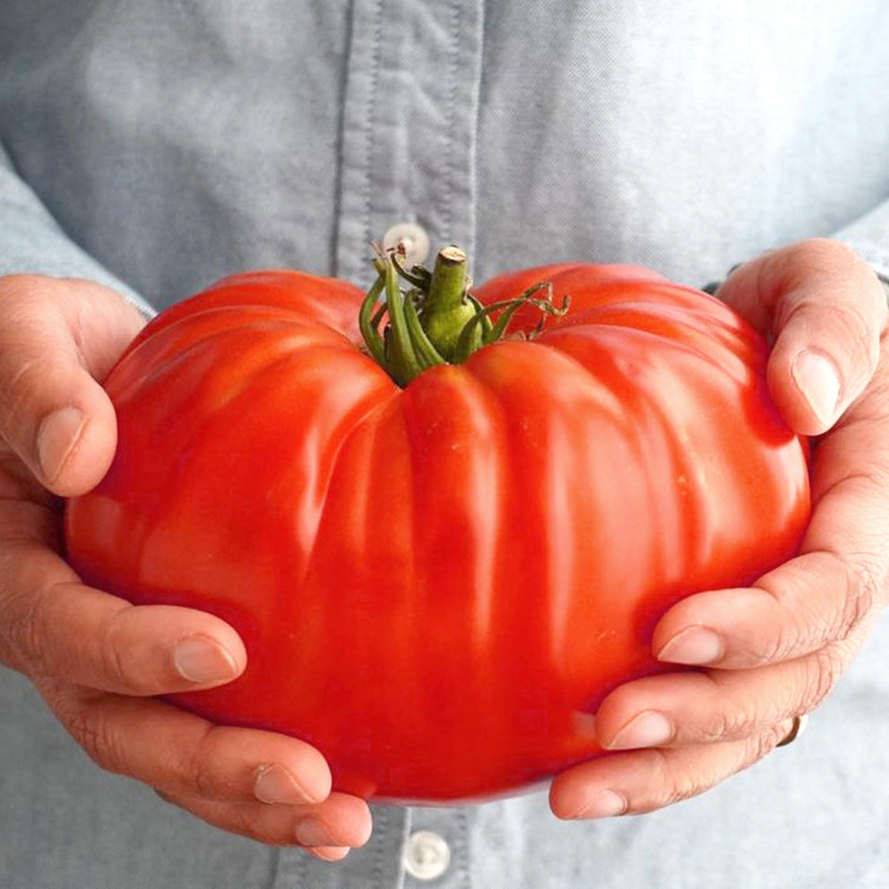 Giant Delicious Tomato / Up to 2kg (20 Seeds a Pack)