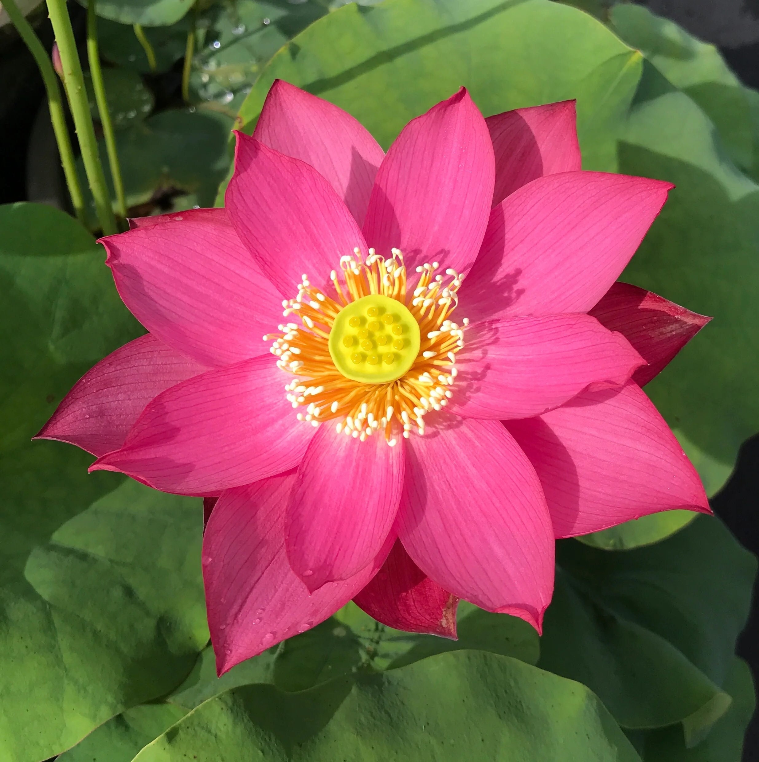 lotus flower