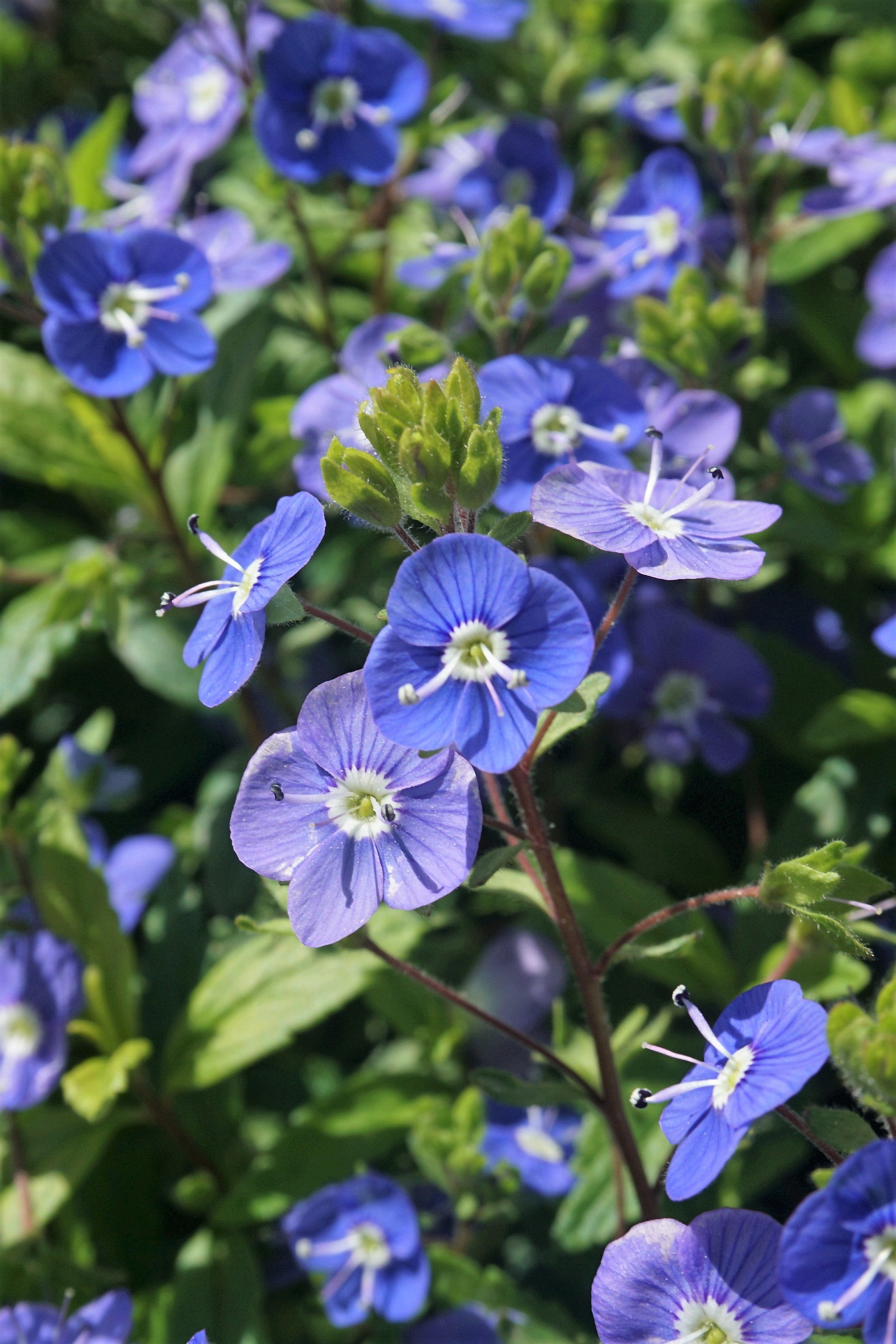 Creeping Blue Speedwell Veronica Repens Groundcover Flower Seeds