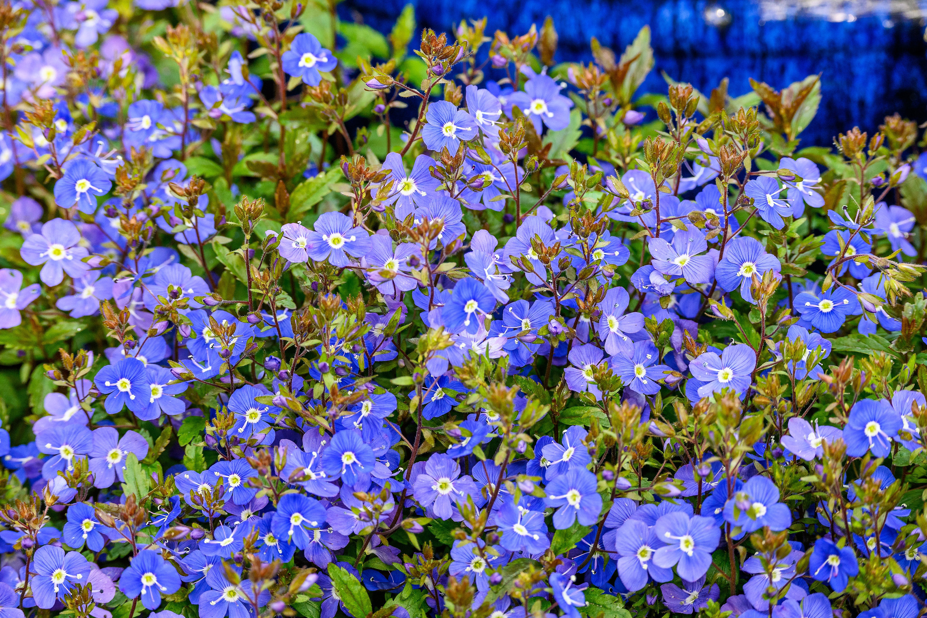 Creeping Blue Speedwell Veronica Repens Groundcover Flower Seeds