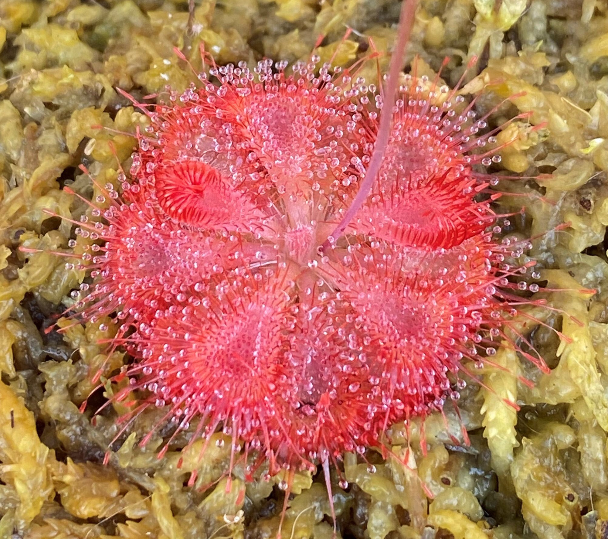 Carnivorous Plants Seeds