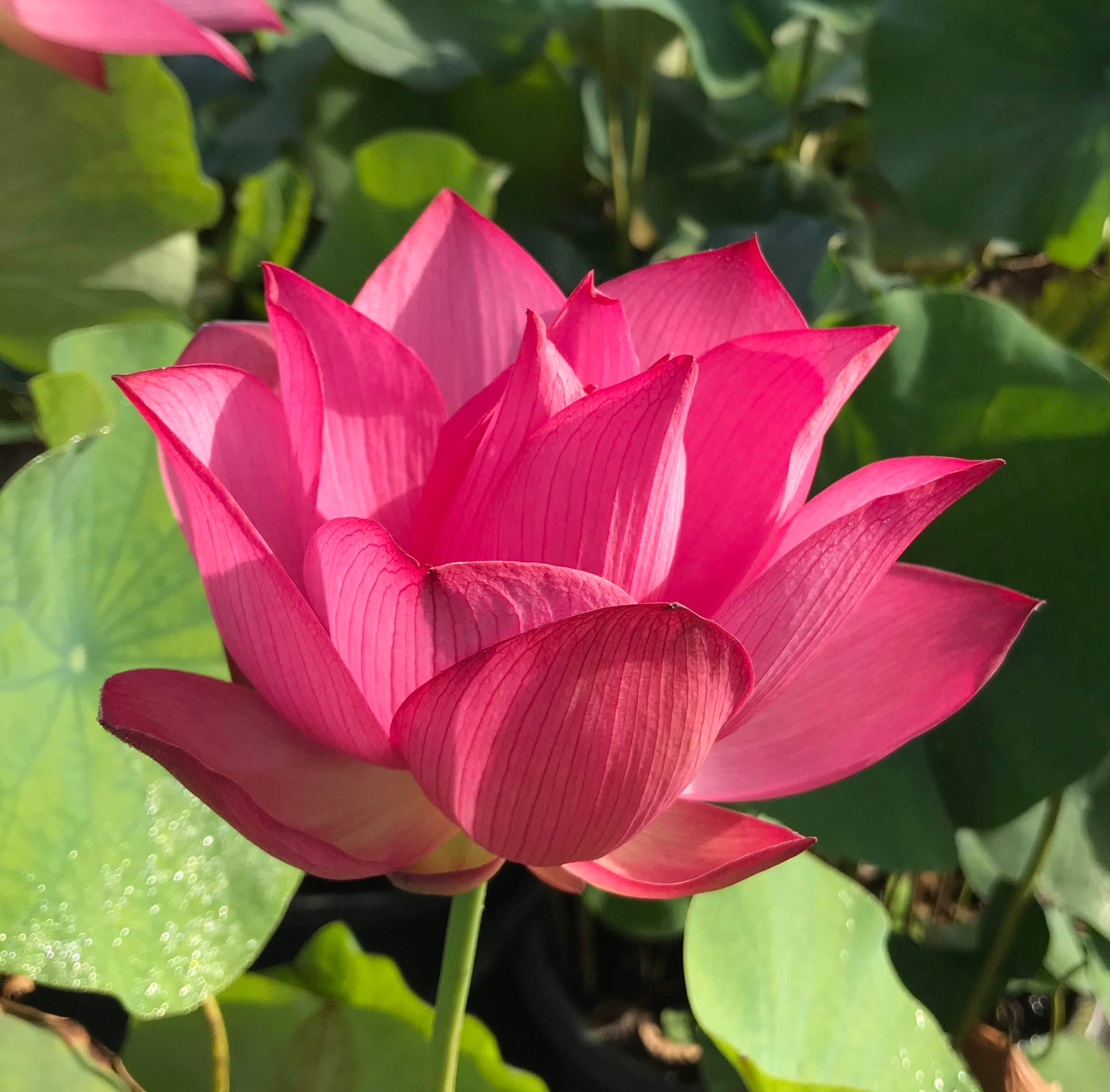 lotus flower