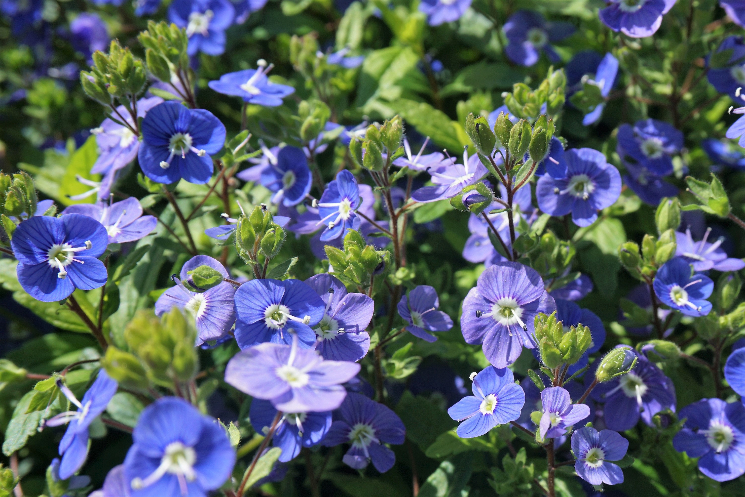 Creeping Blue Speedwell Veronica Repens Groundcover Flower Seeds