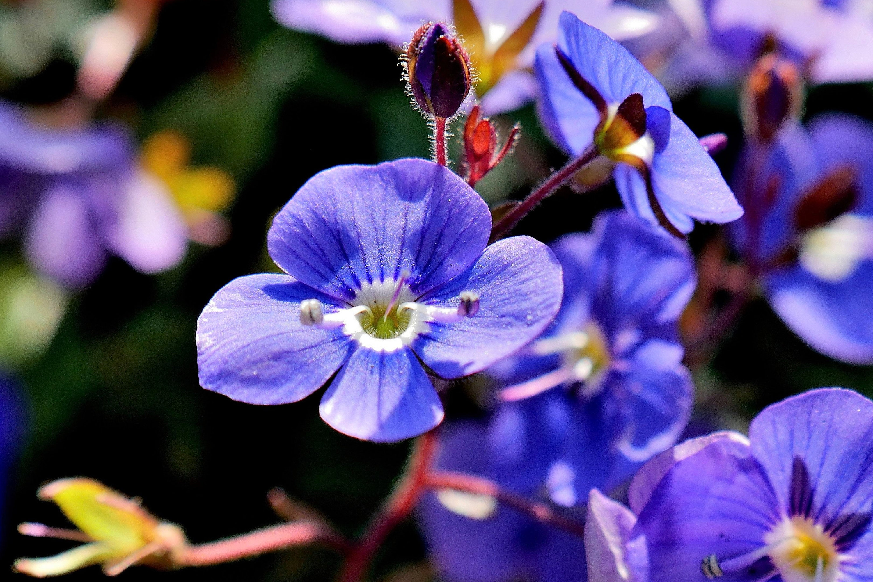Creeping Blue Speedwell Veronica Repens Groundcover Flower Seeds