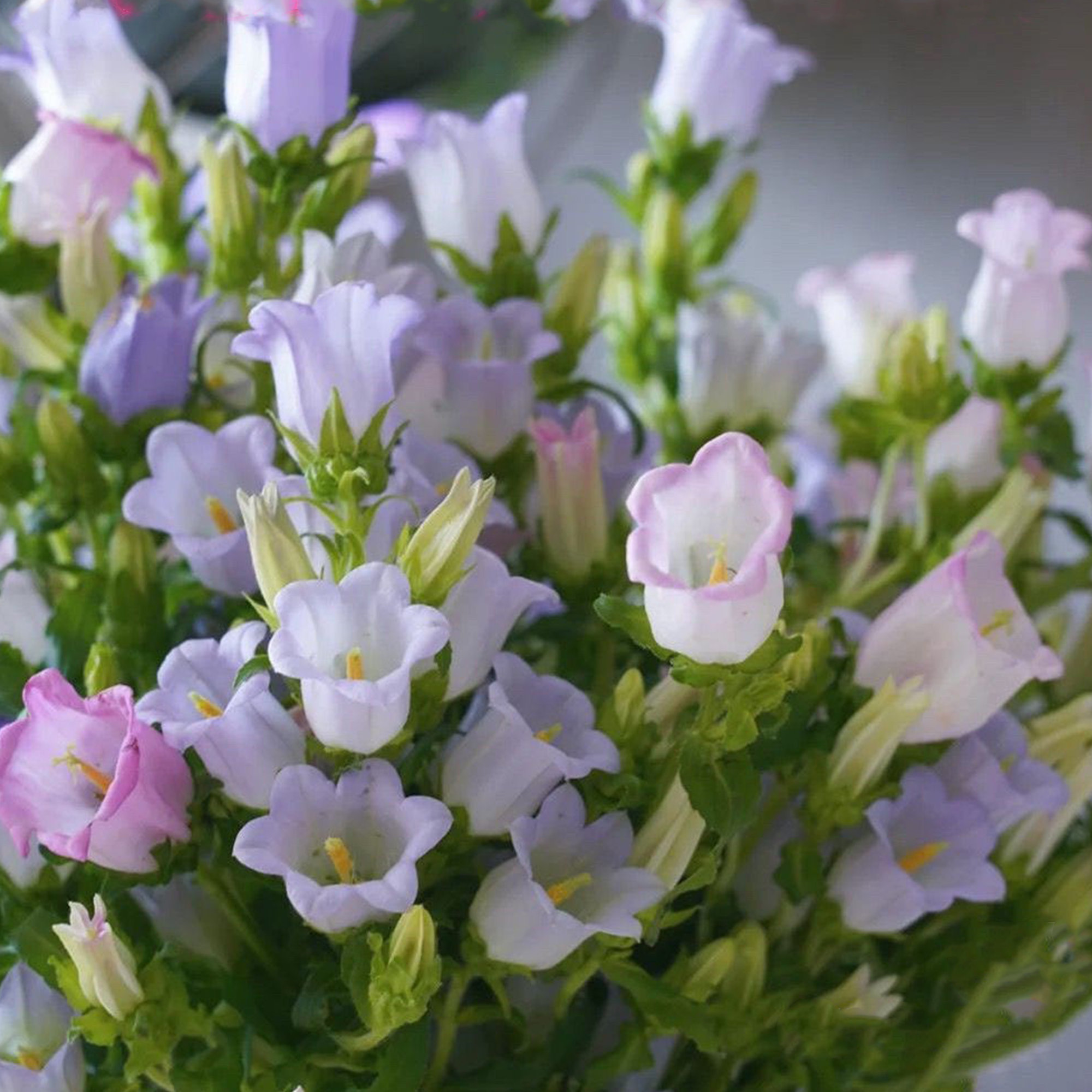 Campanula Seeds, Potted Campanula Seeds, Flower Seeds