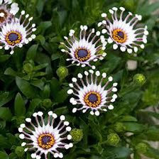 Osteospermum Mix Seeds-Spider-Daisy- Rare-chloriseeds
