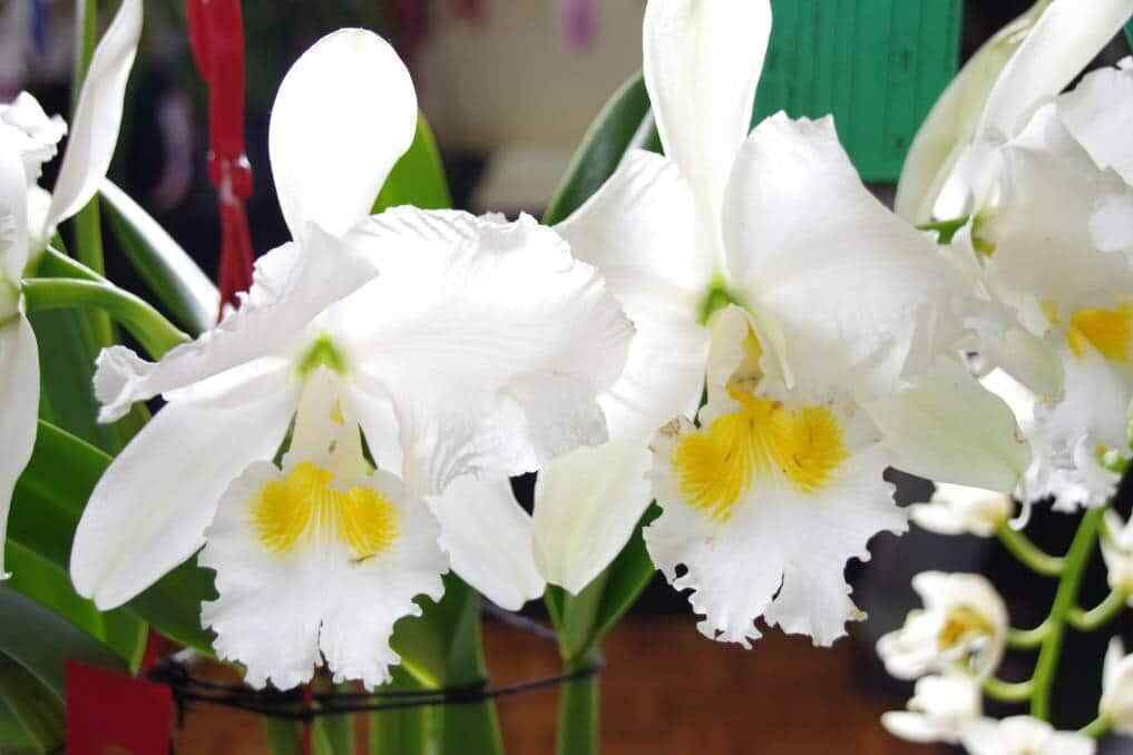 Orchids Cattleya Flower Seeds Rare 9 Kinds Home Plant Perennial Bonsai-chloriseeds