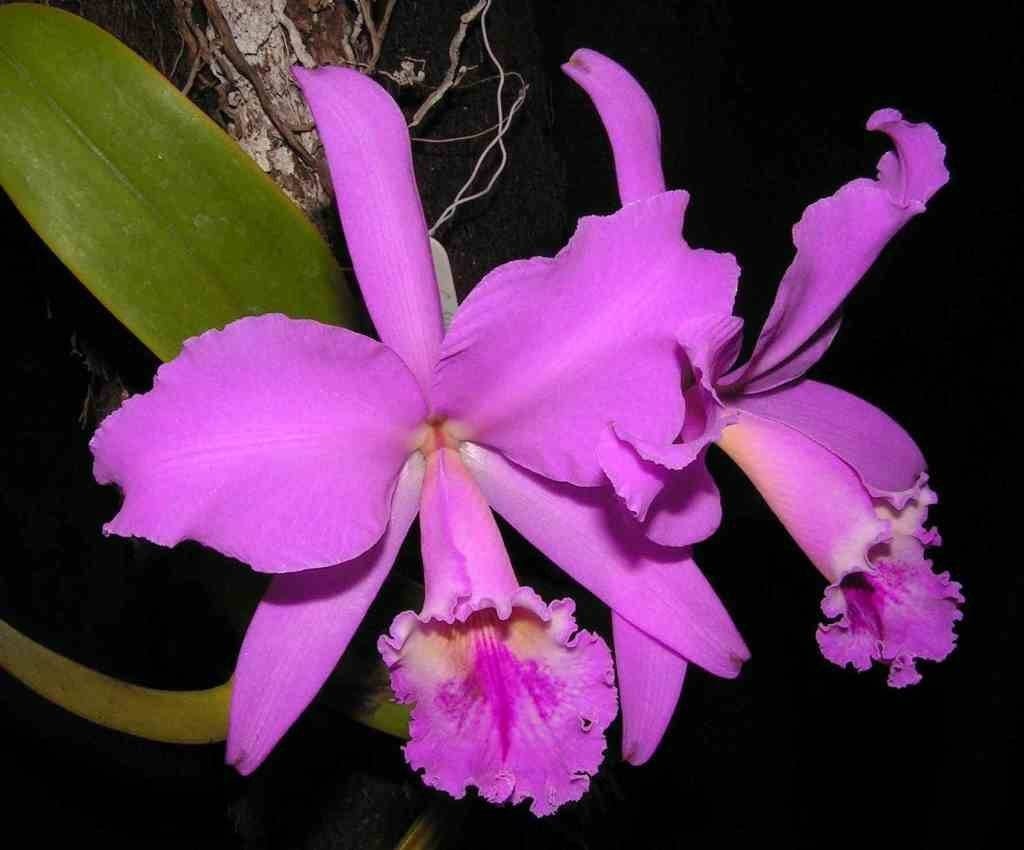 Orchids Cattleya Flower Seeds Rare 9 Kinds Home Plant Perennial Bonsai-chloriseeds