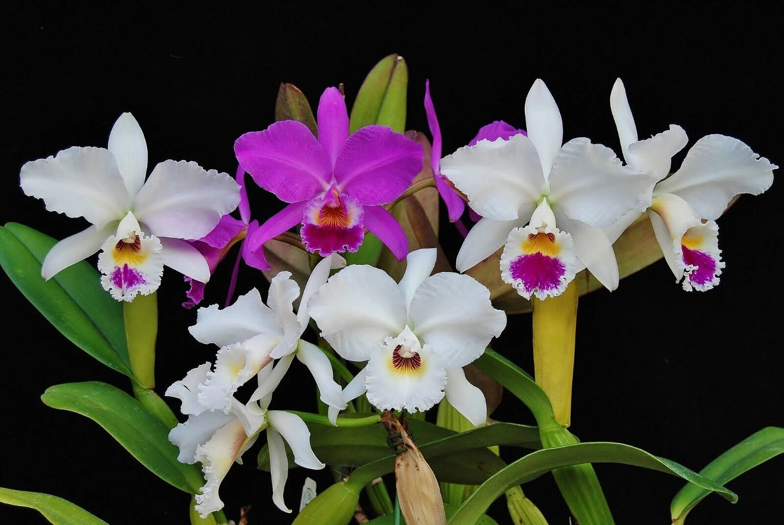 Orchids Cattleya Flower Seeds Rare 9 Kinds Home Plant Perennial Bonsai-chloriseeds