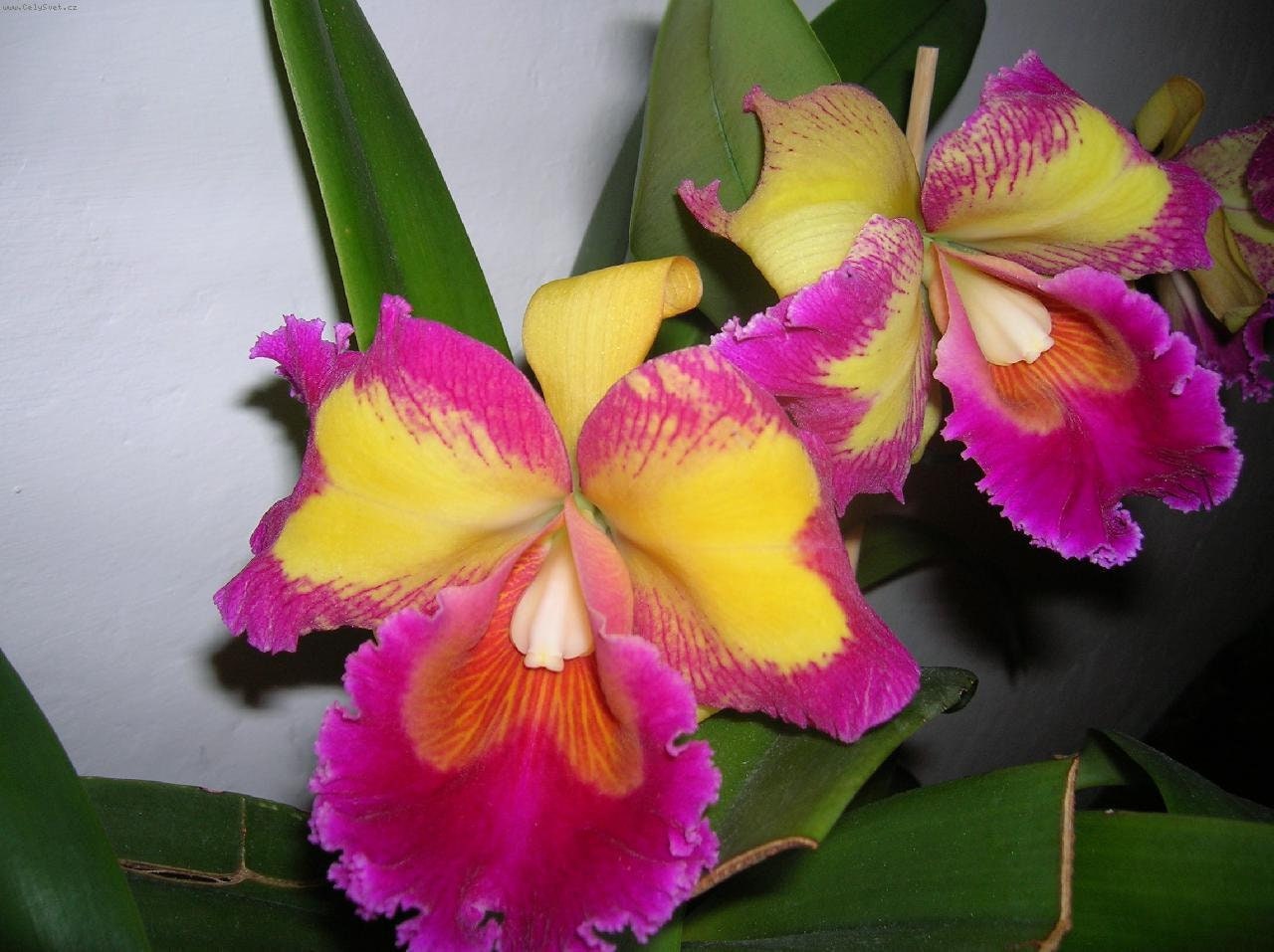 Orchids Cattleya Flower Seeds Rare 9 Kinds Home Plant Perennial Bonsai-chloriseeds
