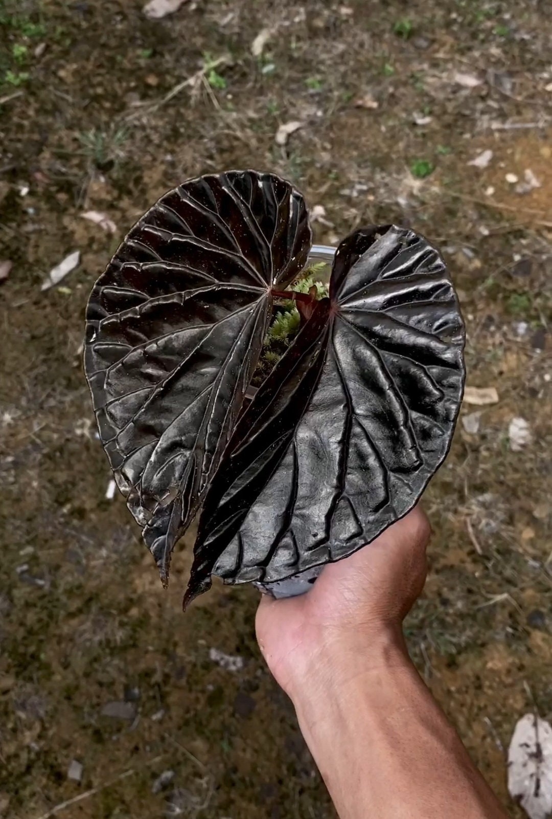 Uniqueness of Begonia Black Blood-chloriseeds