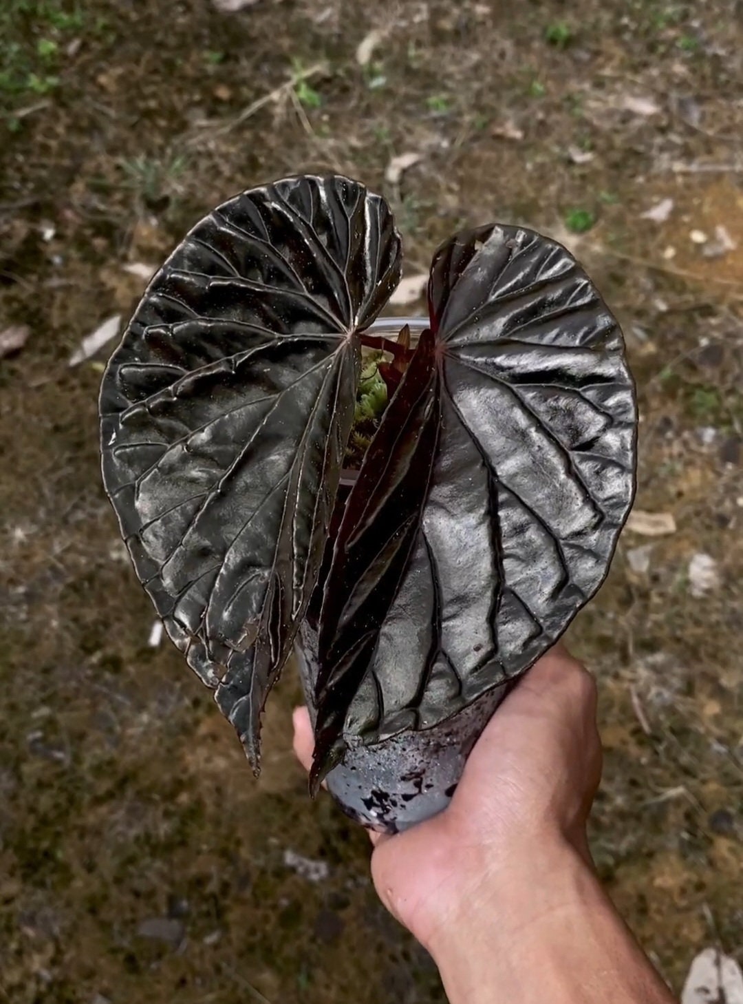 Uniqueness of Begonia Black Blood-chloriseeds