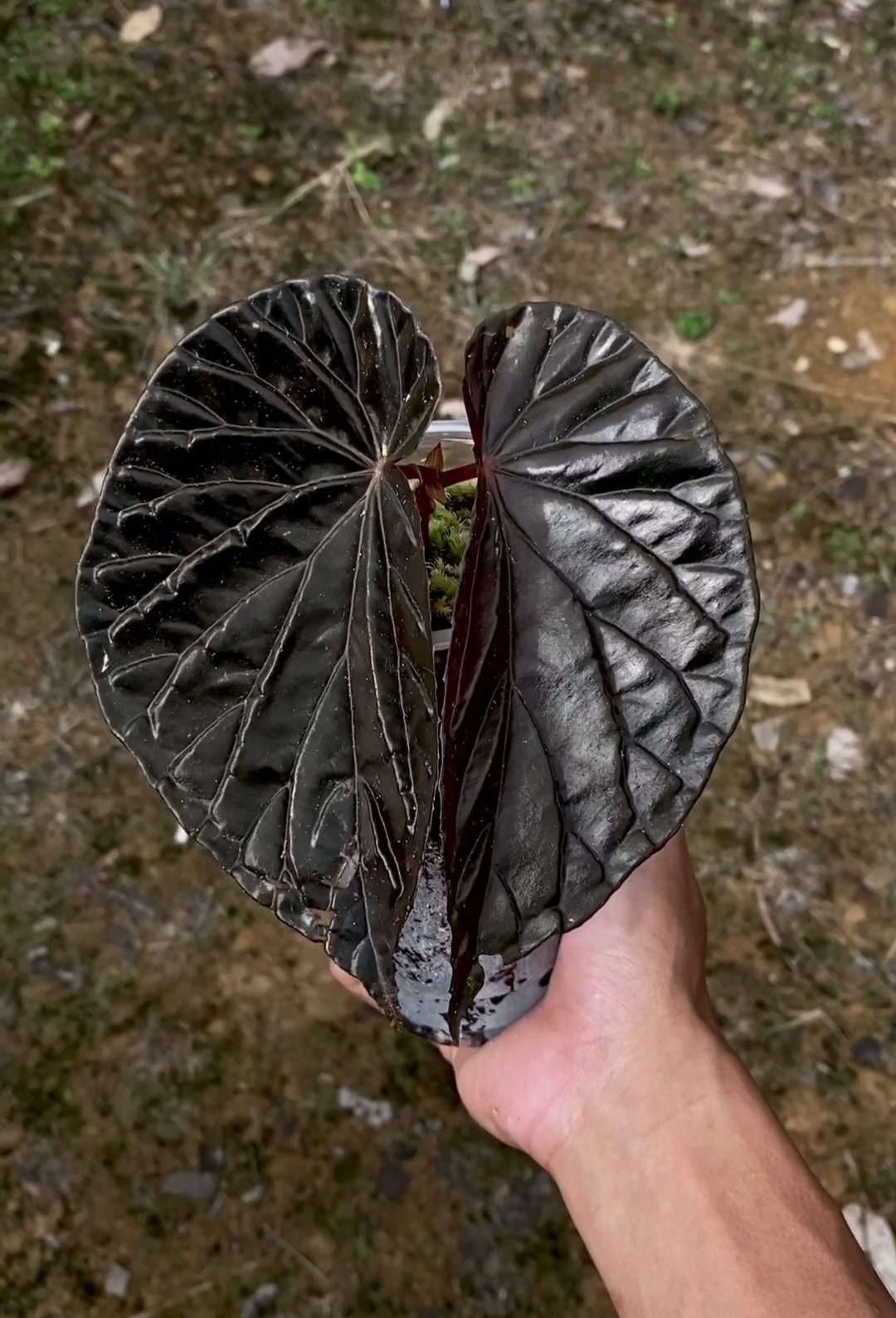 Uniqueness of Begonia Black Blood-chloriseeds
