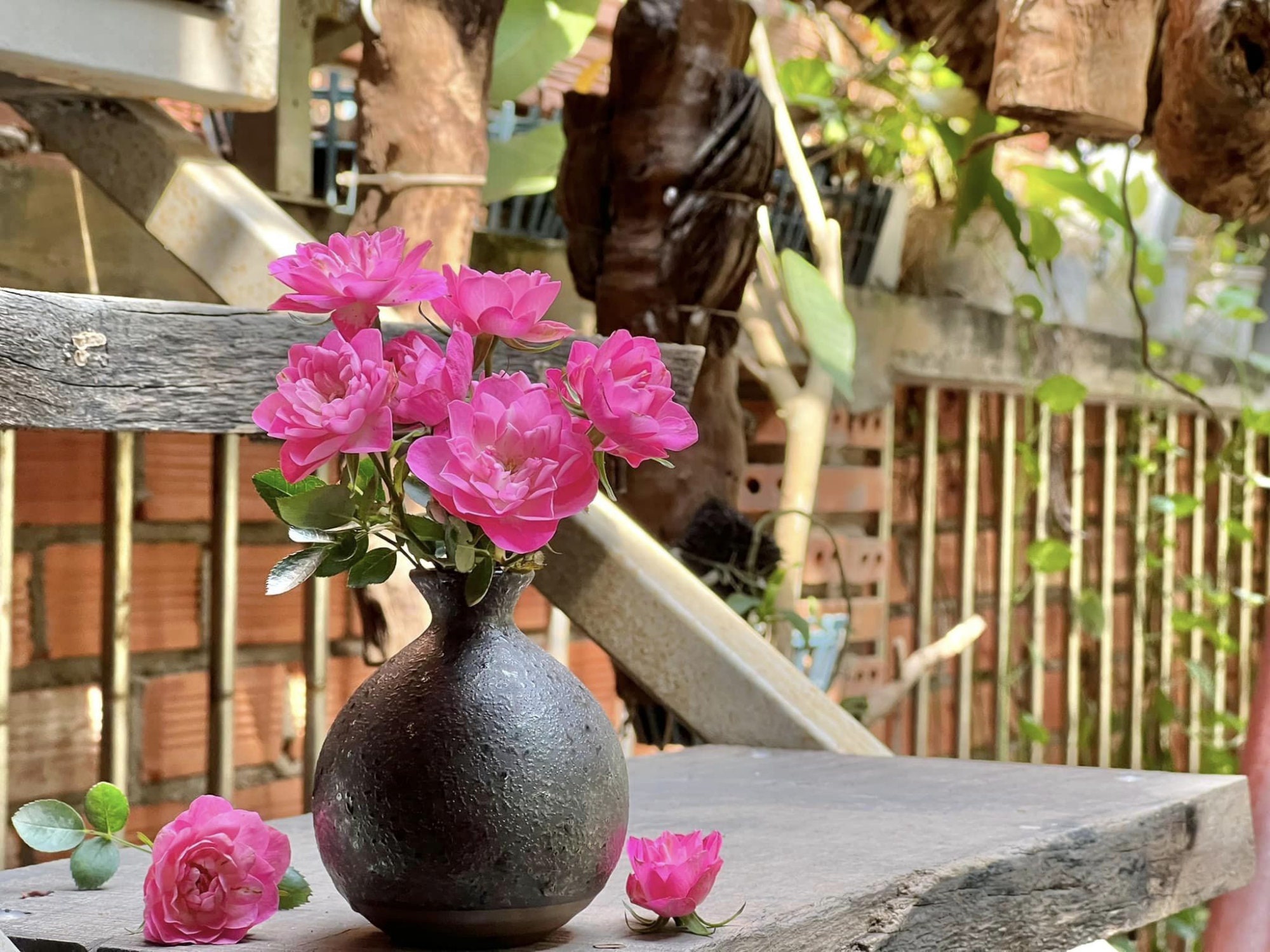 Rare Seeds| Lotus Star Rose Seeds-Perennial