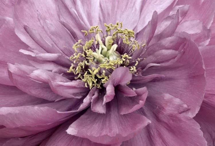 Mix 12 Colors- Moutan Peony Flower Seeds