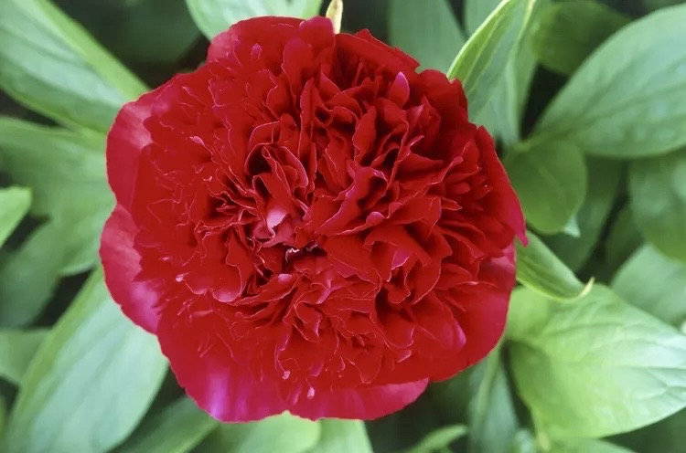Mix 12 Colors- Moutan Peony Flower Seeds