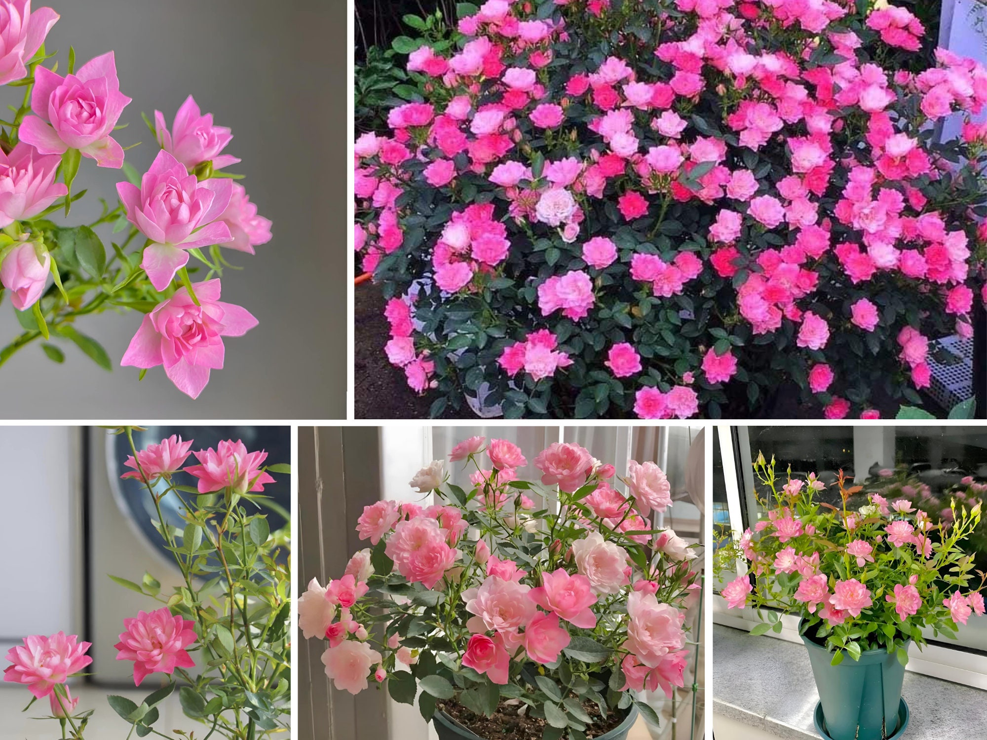 Rare Seeds| Lotus Star Rose Seeds-Perennial