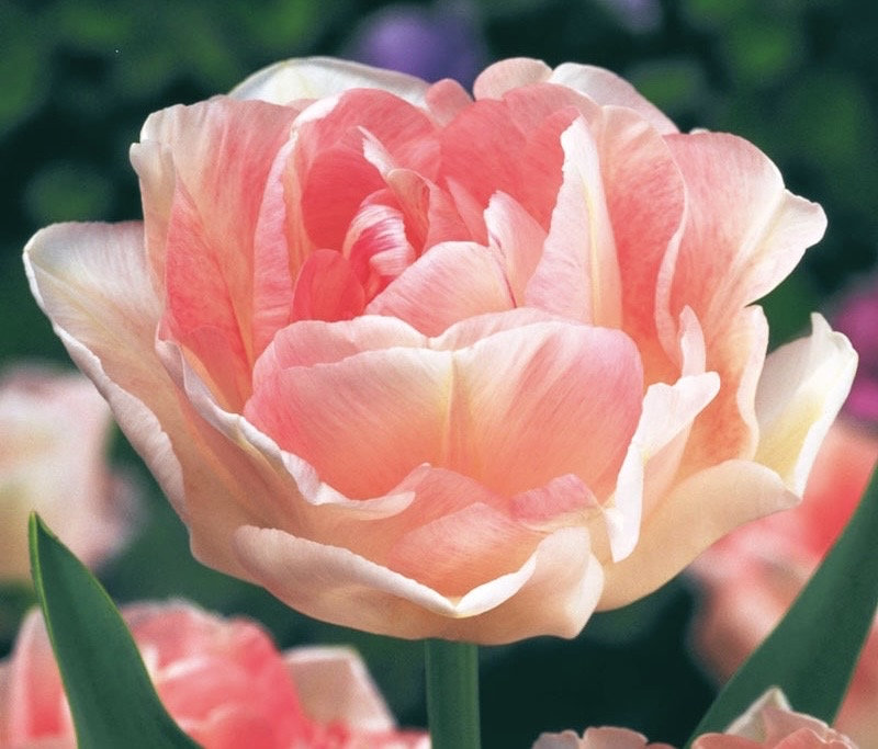 Mix 12 Colors- Moutan Peony Flower Seeds