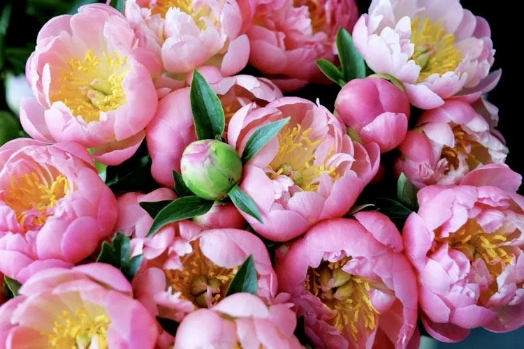 Mix 12 Colors- Moutan Peony Flower Seeds