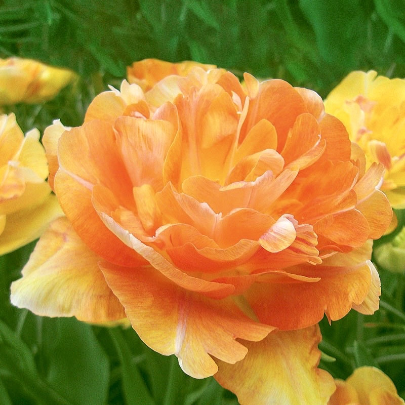 Mix 12 Colors- Moutan Peony Flower Seeds