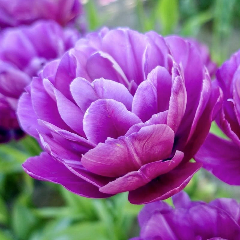 Mix 12 Colors- Moutan Peony Flower Seeds