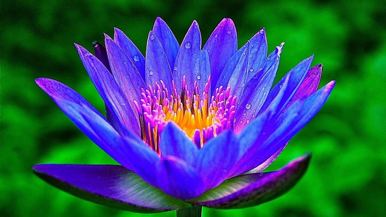 lotus flower