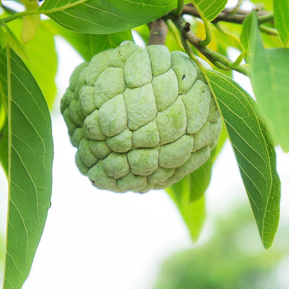 Sugar Apple Seeds