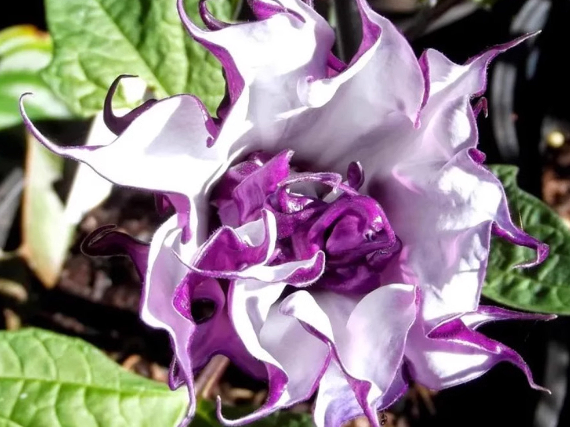 Mandevilla Purple, Mandevilla Seeds, Triple Angel Devil Trumpet Flower Seeds, Moonflower