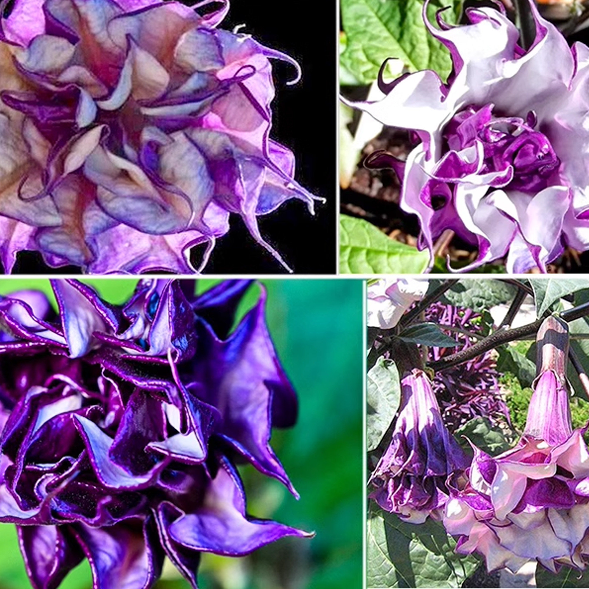 Mandevilla Purple, Mandevilla Seeds, Triple Angel Devil Trumpet Flower Seeds, Moonflower