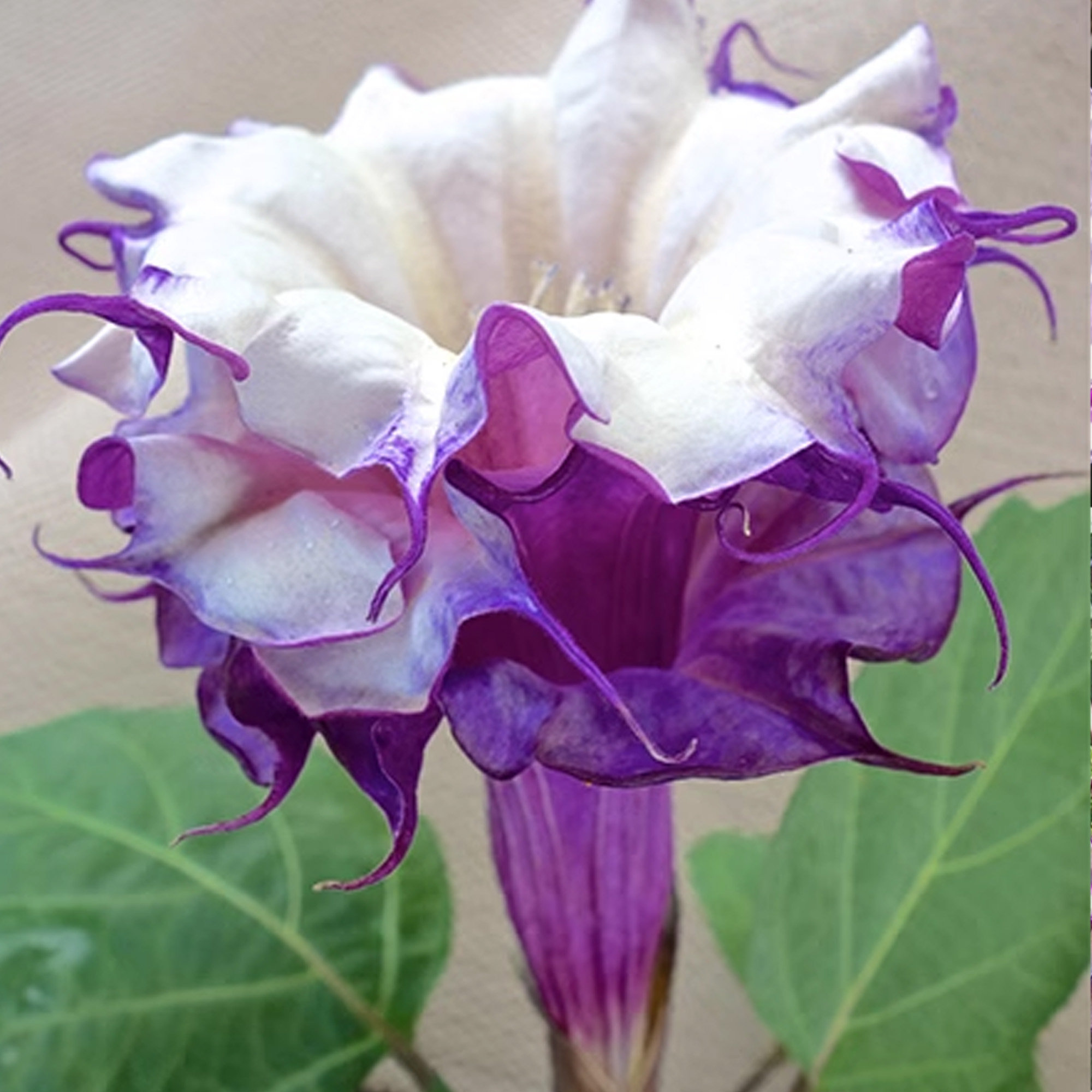 Mandevilla Purple, Mandevilla Seeds, Triple Angel Devil Trumpet Flower Seeds, Moonflower