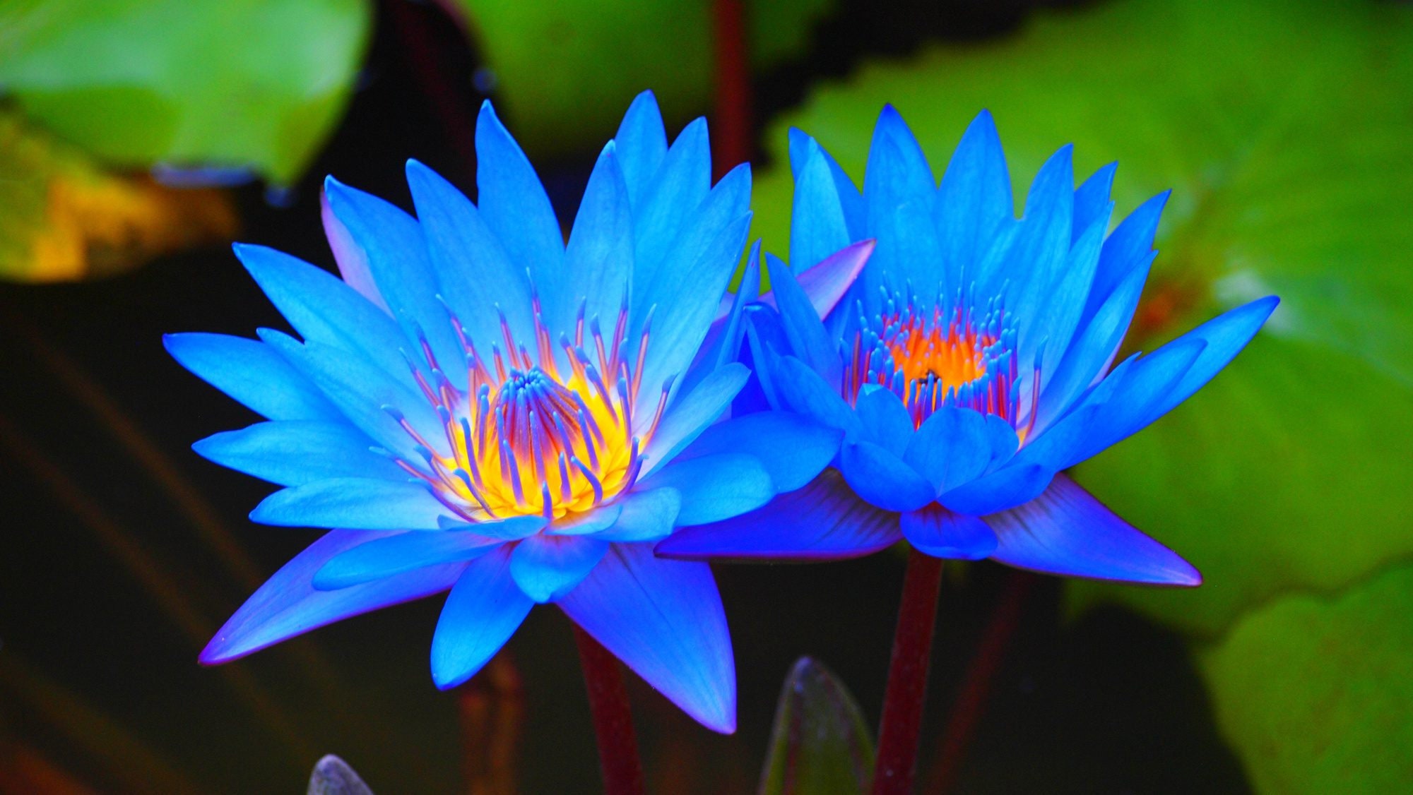 lotus flower