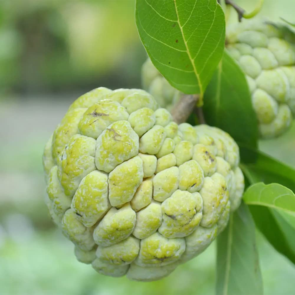Sugar Apple Seeds