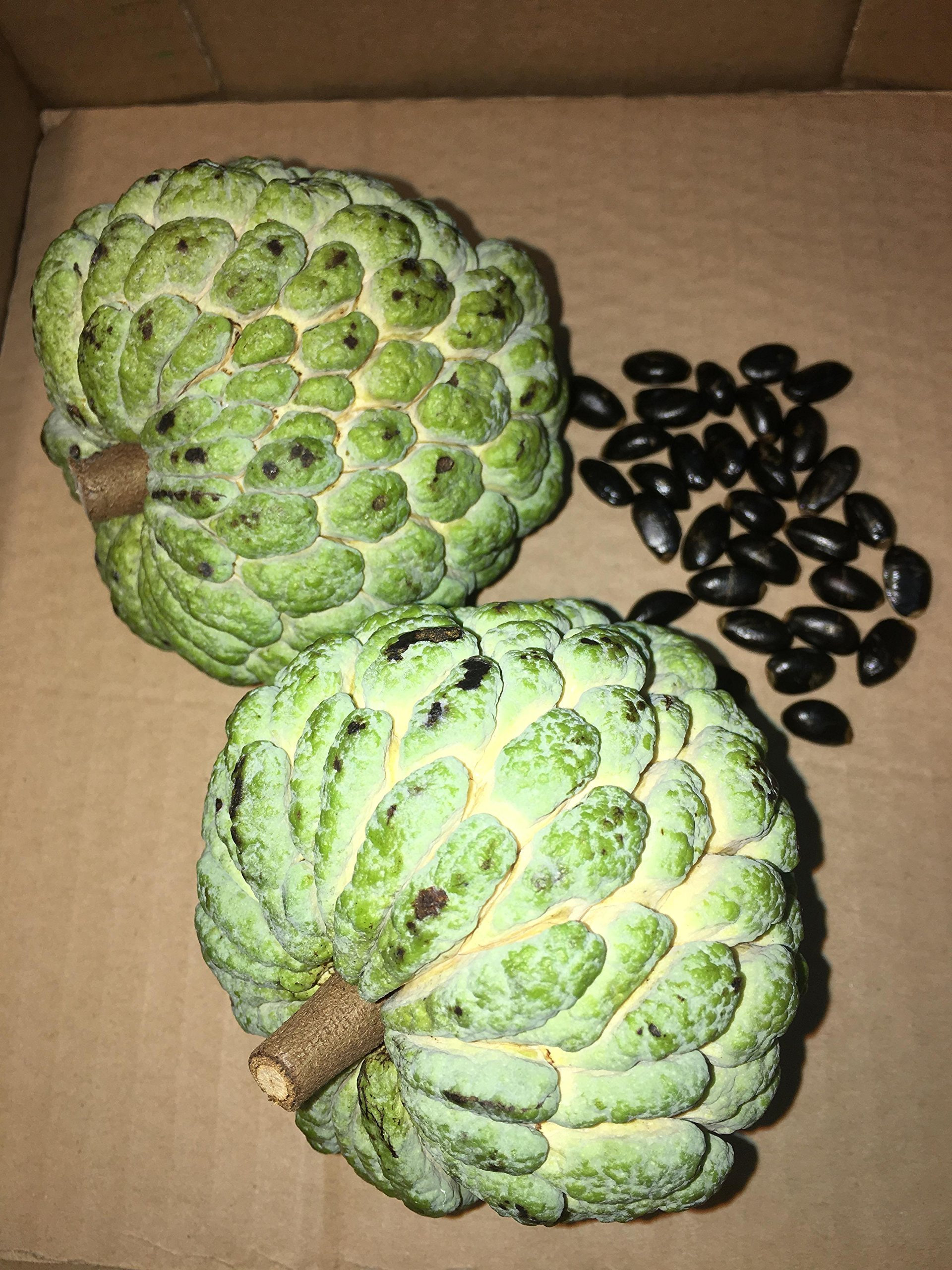 Sugar Apple Seeds