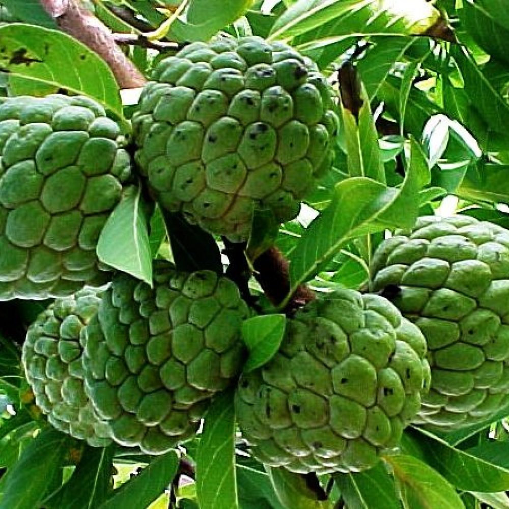 Sugar Apple Seeds