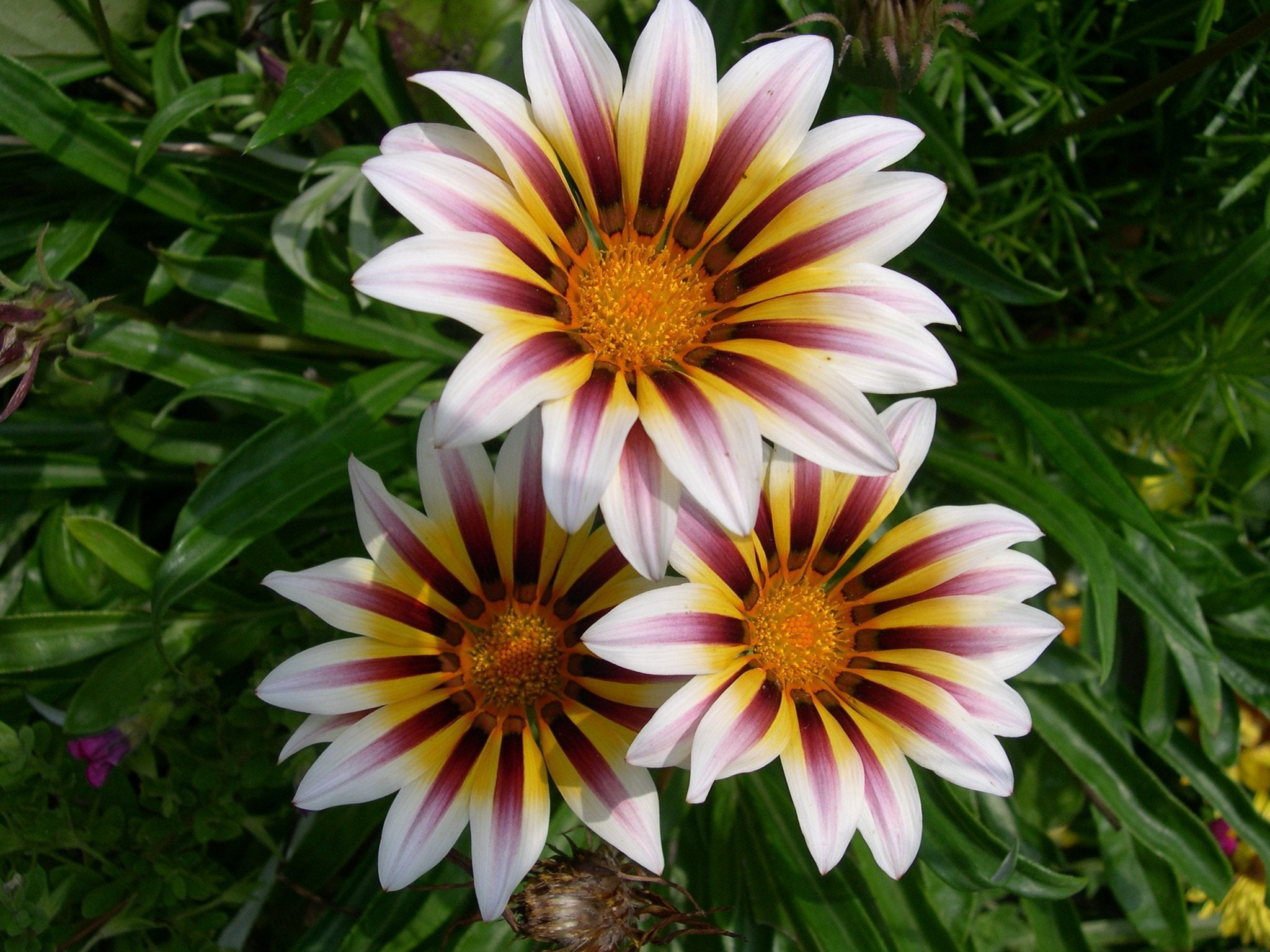 African Daisy Flowers - Gazania 50 Seeds