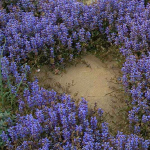 🌿 Ajuga Reptans Seeds – The Perfect Ground Cover for Any Garden! 🌸✨