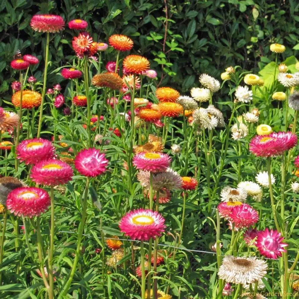 🌼 Strawflower Seeds – Everlasting Beauty for Your Garden! ✨