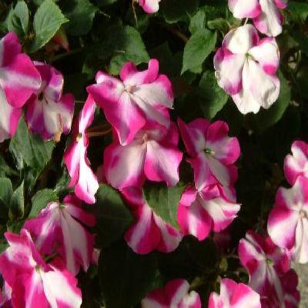 50Pcs Impatiens Seeds Cascade Beauty Violet Star (trailing) FLOWER SEEDS-chloriseeds