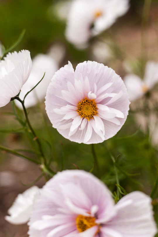 COSMOS CUPCAKE BLUSH FLOWER SEEDS-chloriseeds